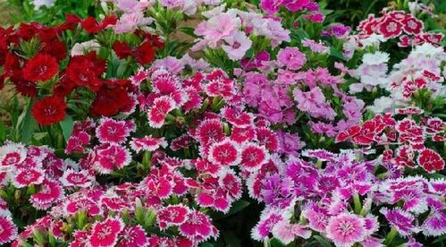 陽臺精品之美國石竹 花香襲人，花態優美的養花入門選擇