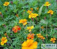 長(zhǎng)期供應(yīng)優(yōu)質(zhì)草花、苗木、地被，歡迎新老客戶洽談合作