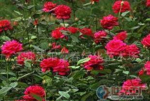 批發(fā)品種月季、香水月季等苗木 農(nóng)副產(chǎn)品的綠色商機(jī)