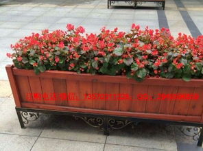 廣州市康圖花箱廠家 專業(yè)生產(chǎn)戶外花箱、木花槽與水果批發(fā)