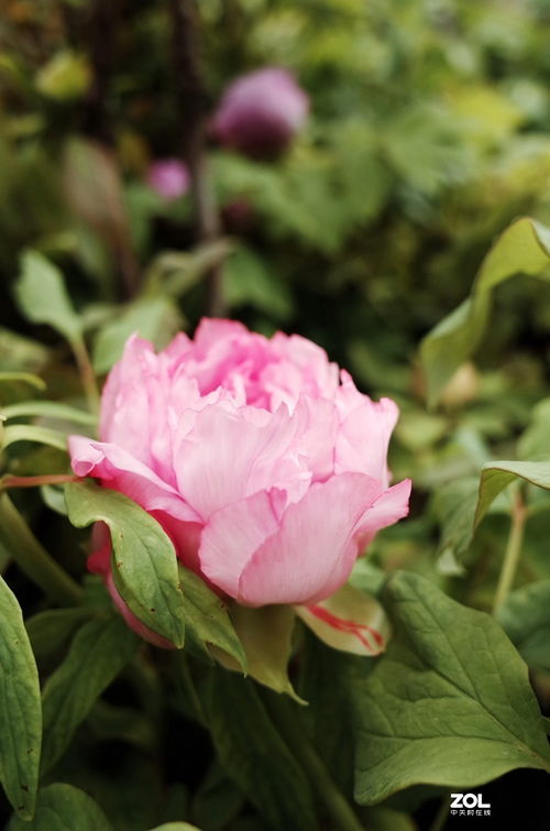 花卉隨拍 189 捕捉自然的詩(shī)意瞬間