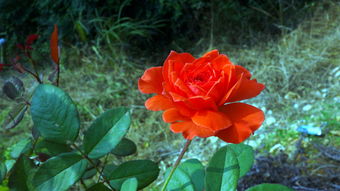 花與果的交響 自然饋贈(zèng)中的美學(xué)與營(yíng)養(yǎng)