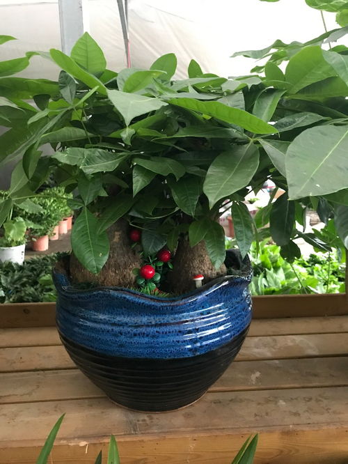 深圳南山專(zhuān)業(yè)綠植租擺公司 花卉綠植與水果的完美融合